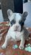 French Bulldog Puppies for sale in Springtown, TX 76082, USA. price: $2,500