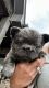 French Bulldog Puppies for sale in Springtown, TX 76082, USA. price: $10,000