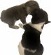 French Bulldog Puppies for sale in Broadlea St, Bramley, Leeds LS13 2SD, UK. price: 1,500 GBP