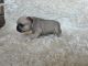 French Bulldog Puppies for sale in Oklahoma City, OK, USA. price: $1,500