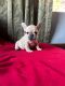 French Bulldog Puppies for sale in Westminster, CA, USA. price: $1,550