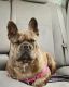French Bulldog Puppies for sale in 17385 Constitution Hwy, Orange, VA 22960, USA. price: NA