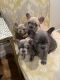 French Bulldog Puppies for sale in Glastonbury, CT, USA. price: $3,000