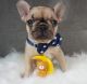 French Bulldog Puppies for sale in Fontana, CA 92335, USA. price: NA