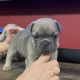 French Bulldog Puppies for sale in Mandeville, LA, USA. price: $1,500