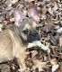 French Bulldog Puppies for sale in Ashburnham, MA, USA. price: $2,400