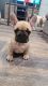 French Bulldog Puppies for sale in Midway City, CA, USA. price: $1,400