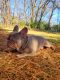 French Bulldog Puppies for sale in Verona, KY, USA. price: $3,000