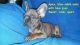 French Bulldog Puppies for sale in Rochambeau Dr, Virginia, USA. price: $1,800