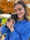 French Bulldog Puppies for sale in Rochester, MN, USA. price: $3,000