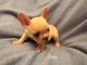 French Bulldog Puppies for sale in Phoenix, AZ, USA. price: $2,500