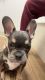 French Bulldog Puppies for sale in Fort Worth, TX, USA. price: $6,000