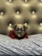 French Bulldog Puppies for sale in Westland, MI 48185, USA. price: $4,500