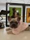 French Bulldog Puppies for sale in Westland, MI 48185, USA. price: $2,500
