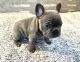 French Bulldog Puppies for sale in Richland, MI 49083, USA. price: $4,500