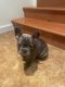 French Bulldog Puppies for sale in Glastonbury, CT, USA. price: $3,000