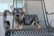 French Bulldog Puppies for sale in Riverside, CA, USA. price: $3,000