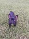 French Bulldog Puppies for sale in Deltona, FL 32725, USA. price: $2,000