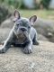 French Bulldog Puppies for sale in Fresno, CA 93706, USA. price: $1,500