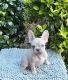 French Bulldog Puppies for sale in Athens, GA, USA. price: $2,000