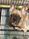 French Bulldog Puppies for sale in Bronx, NY 10452, USA. price: $1,200