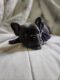French Bulldog Puppies for sale in Squamish, BC, Canada. price: $3,000