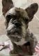 French Bulldog Puppies for sale in Navarre, FL 32566, USA. price: NA