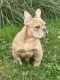 French Bulldog Puppies for sale in Newport, RI 02840, USA. price: $4,500