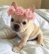 French Bulldog Puppies for sale in Summerville, SC, USA. price: $600