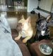 French Bulldog Puppies for sale in Idaho Falls, ID, USA. price: $3,000