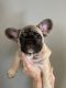 French Bulldog Puppies for sale in Madisonville, KY 42431, USA. price: $2,500