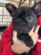 French Bulldog Puppies for sale in Lincoln, NE, USA. price: $3,000
