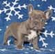 French Bulldog Puppies for sale in Portland, OR, USA. price: $2,200