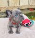 French Bulldog Puppies for sale in Arizona Hot Springs, Arizona 86445, USA. price: $800