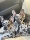French Bulldog Puppies for sale in Maywood, CA 90270, USA. price: NA