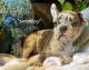 French Bulldog Puppies for sale in Dunedin, FL, USA. price: $3,500