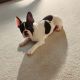 French Bulldog Puppies for sale in Lombard, IL, USA. price: $1,600