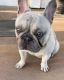 French Bulldog Puppies for sale in Phoenix, AZ 85009, USA. price: $3,500