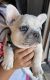 French Bulldog Puppies for sale in Prescott, AZ, USA. price: $5,000