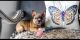 French Bulldog Puppies for sale in Ormond Beach, FL, USA. price: $3,500