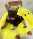 French Bulldog Puppies for sale in Rocklin, CA, USA. price: $3,500