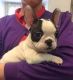 French Bulldog Puppies for sale in Brownsville, TX, USA. price: $450