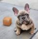 French Bulldog Puppies for sale in Chino Hills, CA, USA. price: $1,100