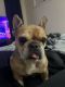 French Bulldog Puppies for sale in Schenectady, NY 12308, USA. price: $2,000