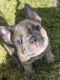 French Bulldog Puppies for sale in Phoenix, AZ, USA. price: $3,800