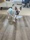 French Bulldog Puppies for sale in Lake Elsinore, CA 92532, USA. price: $1,800