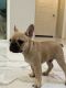 French Bulldog Puppies for sale in McAllen, TX, USA. price: $1,800