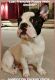 French Bulldog Puppies for sale in Lombard, IL, USA. price: $2,500