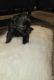 French Bulldog Puppies for sale in Sewell, Mantua Township, NJ 08080, USA. price: $550