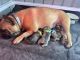 French Bulldog Puppies for sale in Slippery Rock, PA 16057, USA. price: $3,000